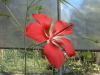 Hibiscus coccineus.jpg - 
