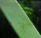 Cladophora neonata.jpg - 