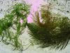 Ceratophyllum acquario e stagnetto.jpg - 2006:09:02 13:08:13