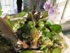 Eichhornia crassipes fiore.jpg - 2007:11:04 11:27:26